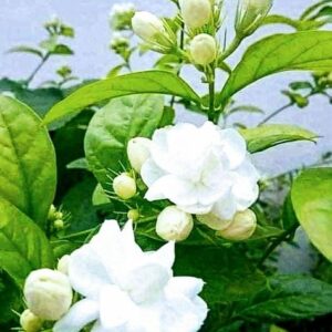 Arabian Jasmin