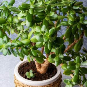 Jade Plant