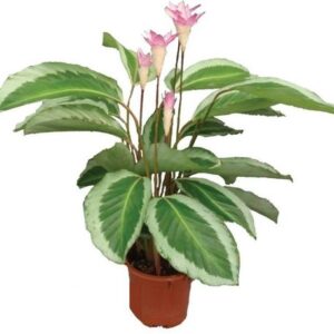Calathea Bicajoux