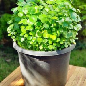 Pennywort