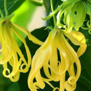Ylang Ylang