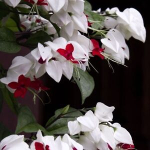 Bleeding Heart Vine