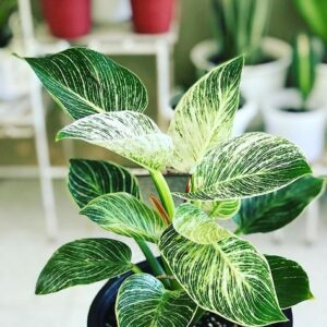 Philodendron Birkin