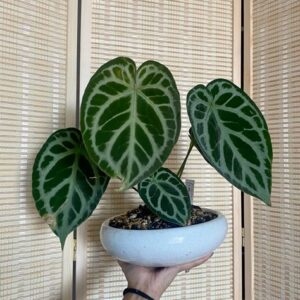 Cnthurium crystallinum grande