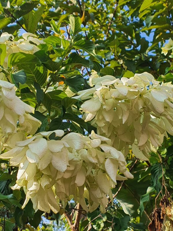 Mussaenda White - Image 3