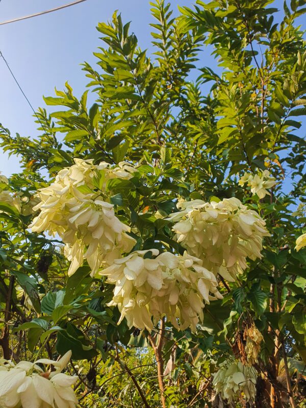 Mussaenda White - Image 2