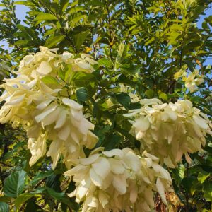 Mussaenda White