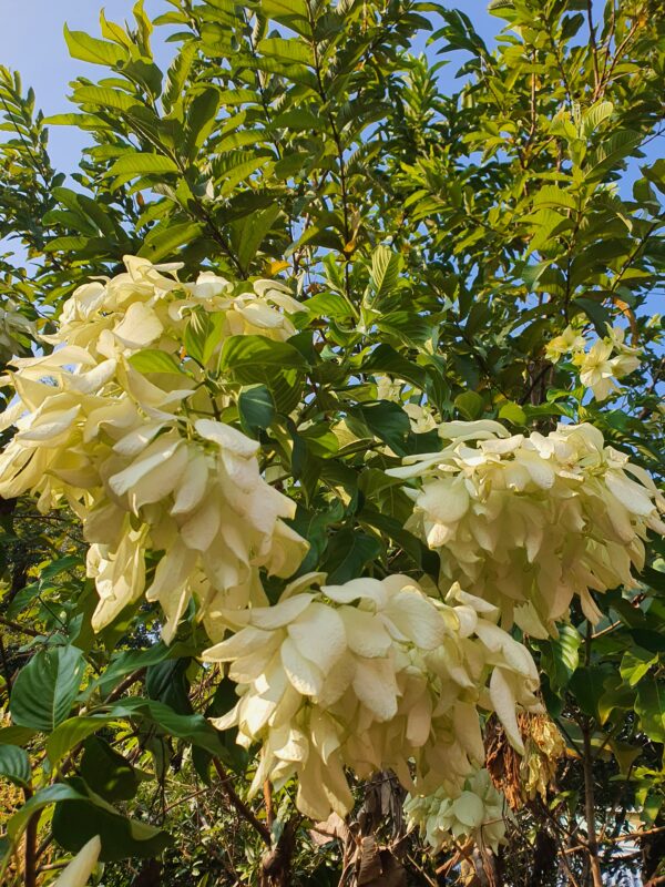 Mussaenda White