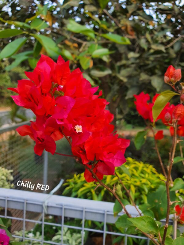 Chilly Red
