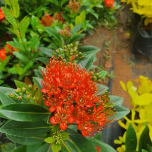 Rosida Red