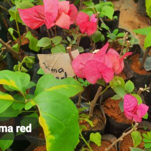 Thima Red