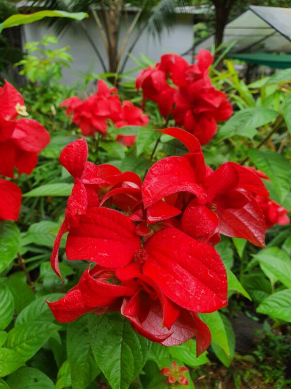 Mussaenda Red - Image 2