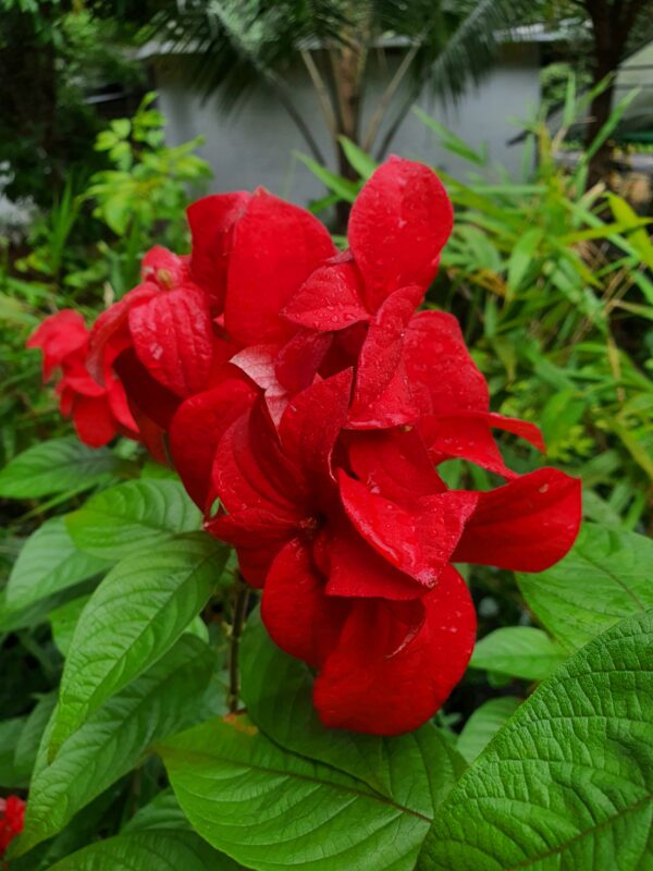 Mussaenda Red - Image 3
