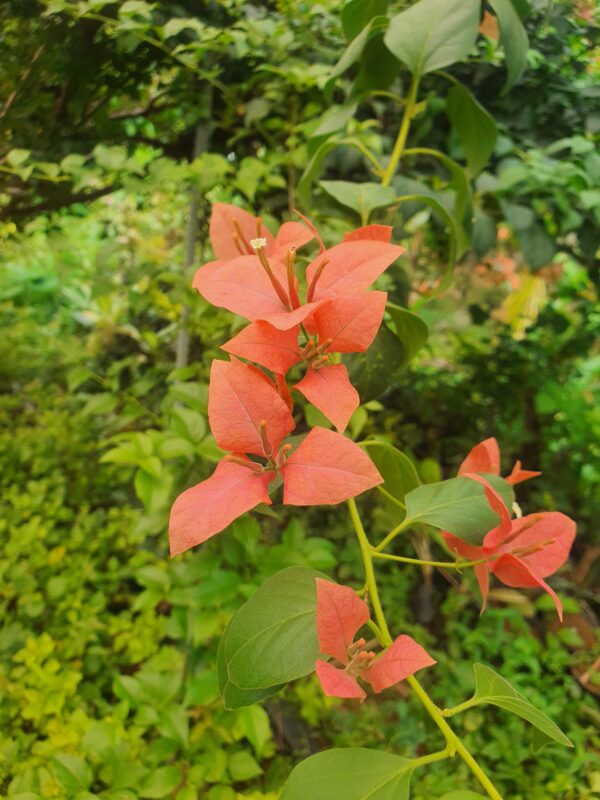 Brezza Peach - Image 2
