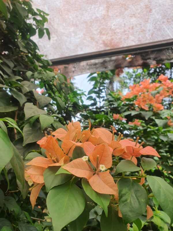 Brezza Peach - Image 3