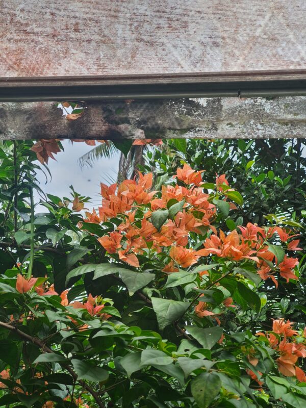 Brezza Peach