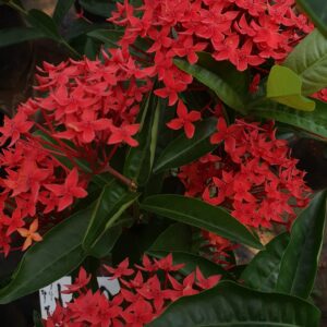 Ixora Red
