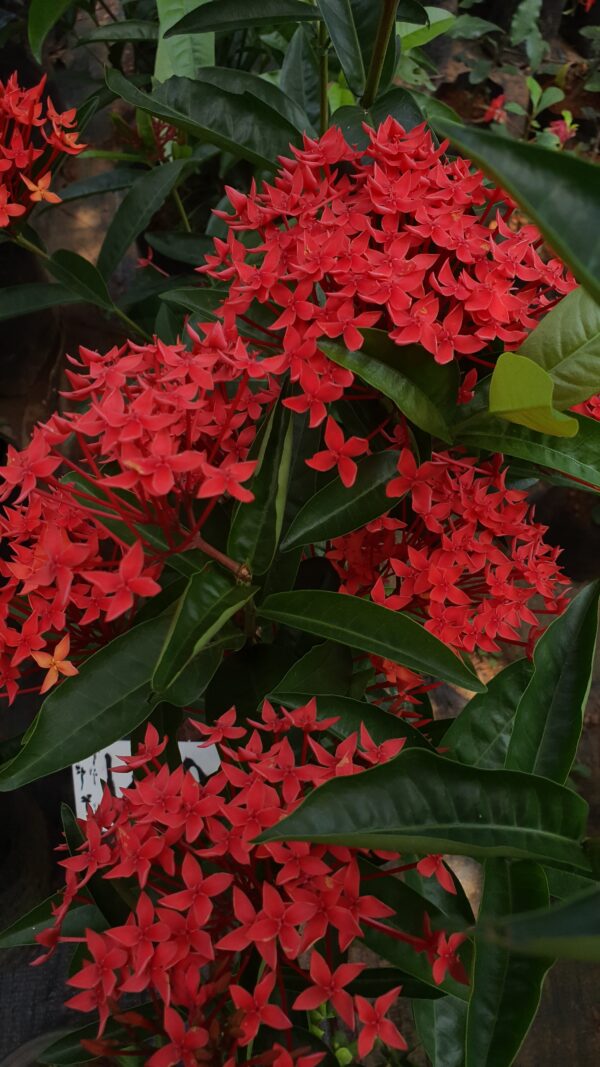 Ixora Red