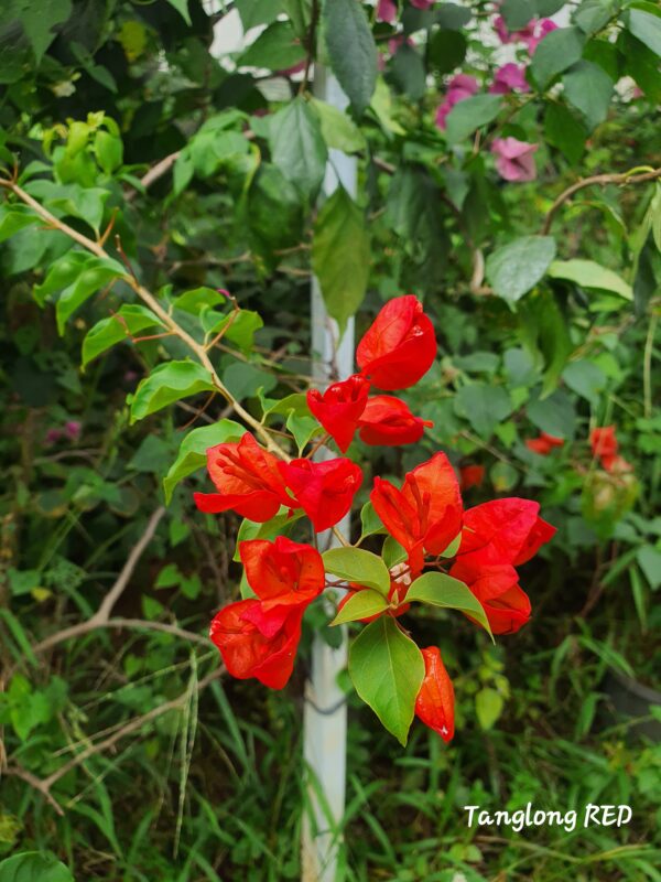 Tanglong Red