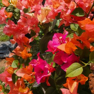 Thai Adarna Bougainvillea