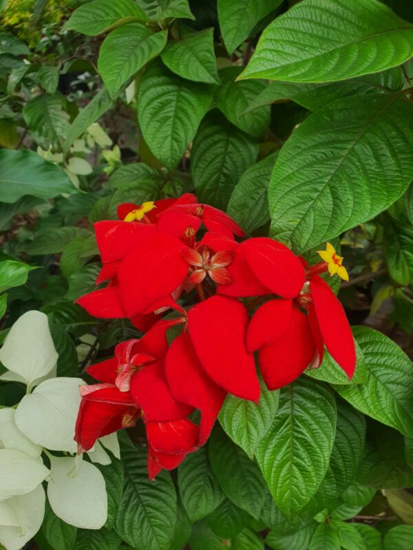 Mussaenda Red - Image 4
