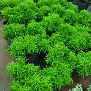 Ball Aralia