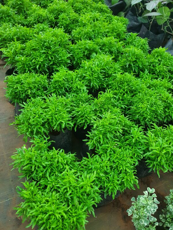 Ball Aralia