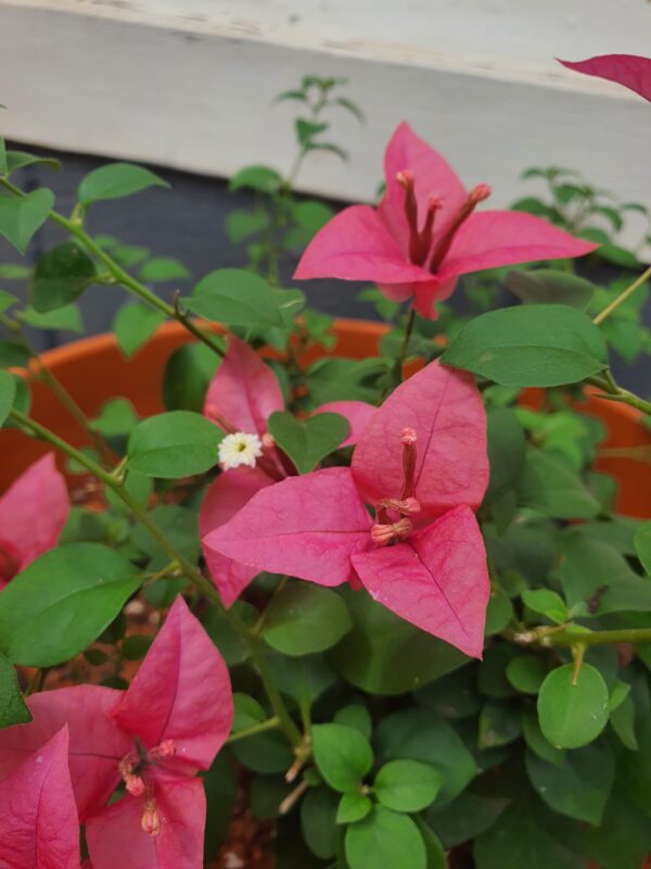 Brezza Pink