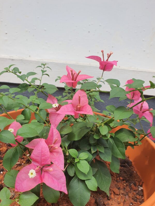 Brezza Pink - Image 2
