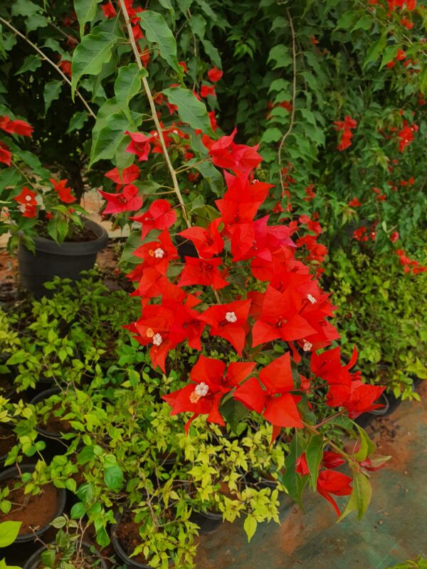 Flame Red Bougainvillea - Image 3