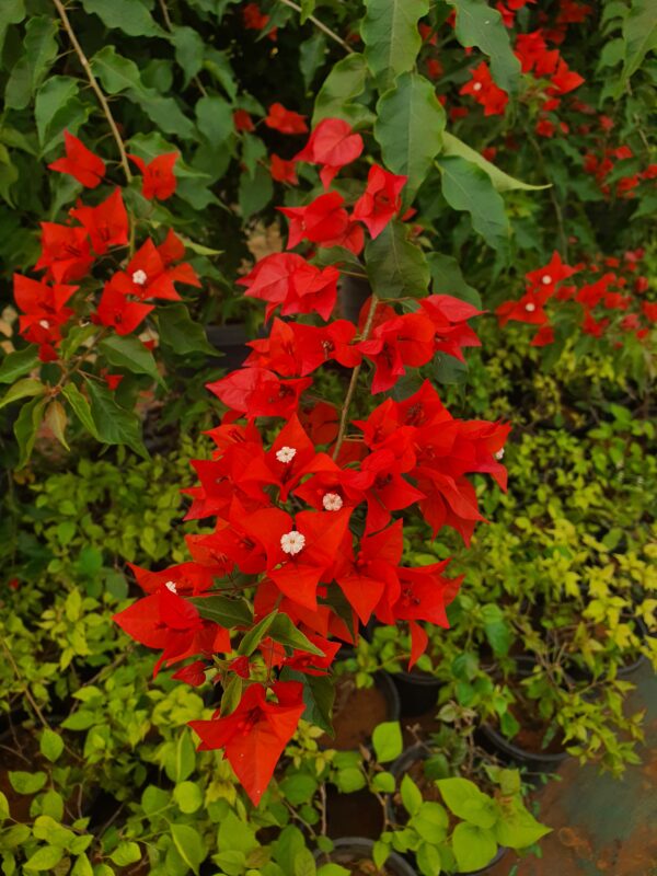 Flame Red Bougainvillea