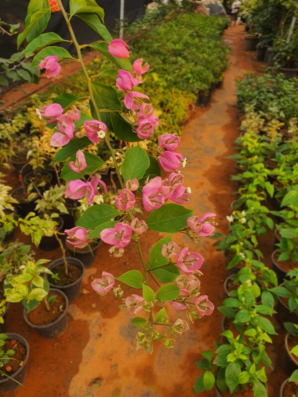 Tanglong Light Pink - Image 2