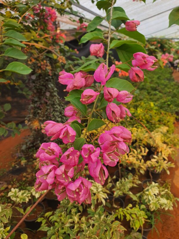 Tanglong Light Pink