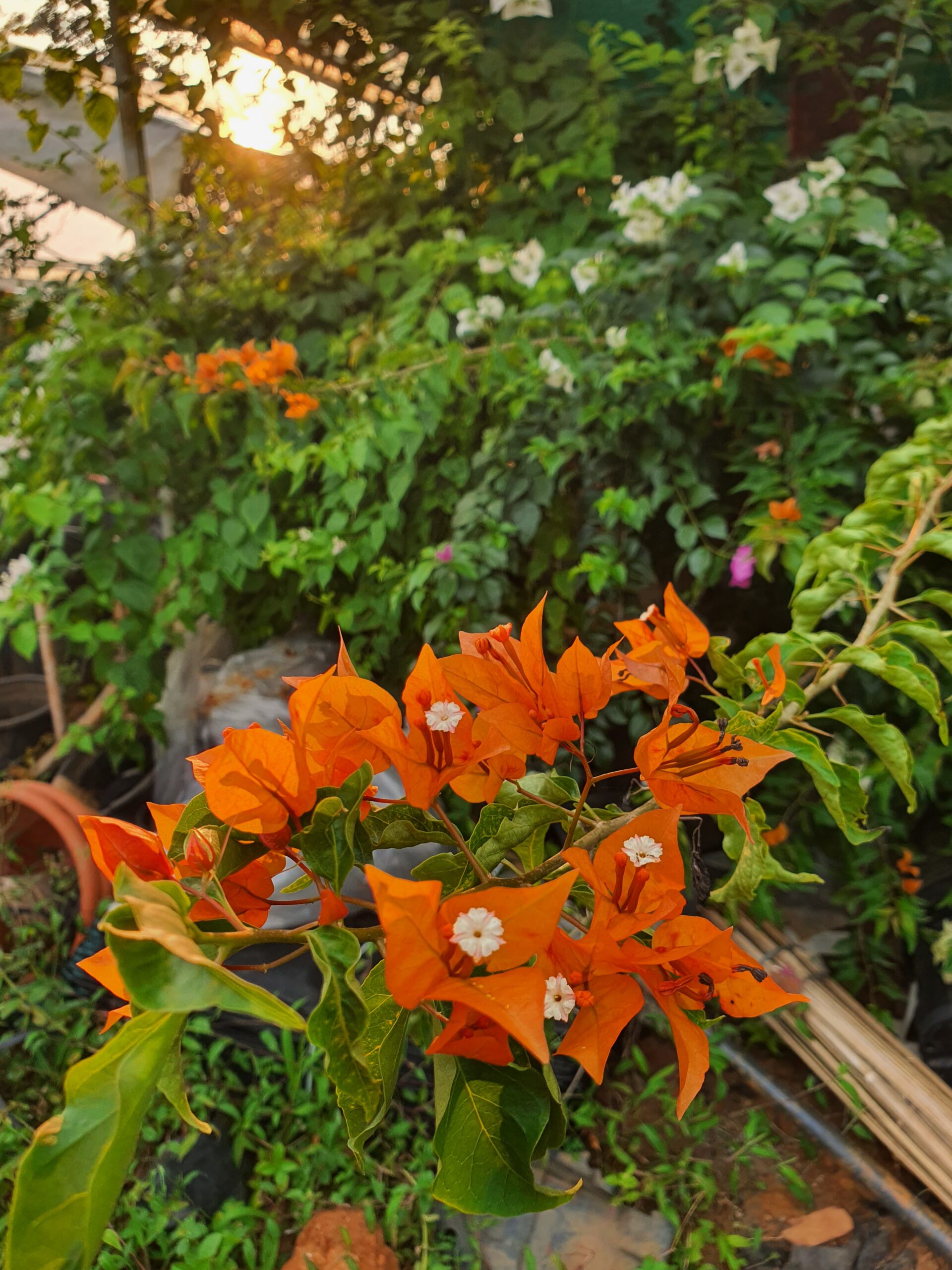 Fire Opal Bougainvillea