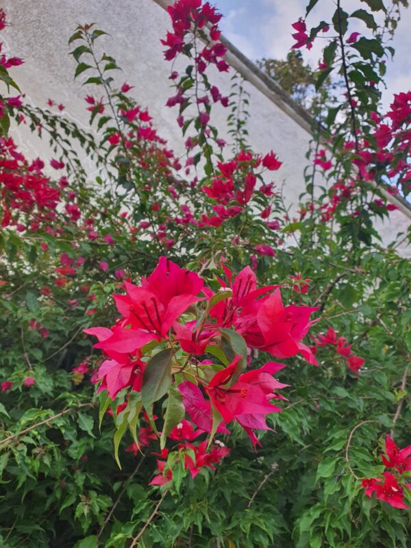 Ruby Red - Image 3
