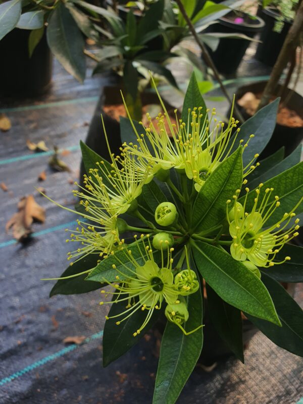 Rosida Yellow