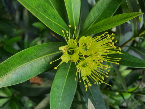 Rosida Yellow - Image 3