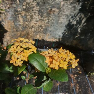 Ixora Yellow Dark