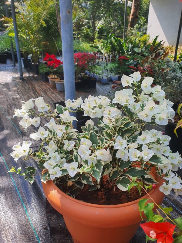 Hawaiian White - Image 2