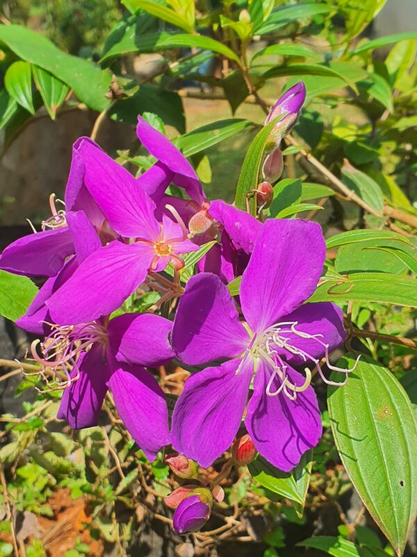 Melestoma Purple - Image 3