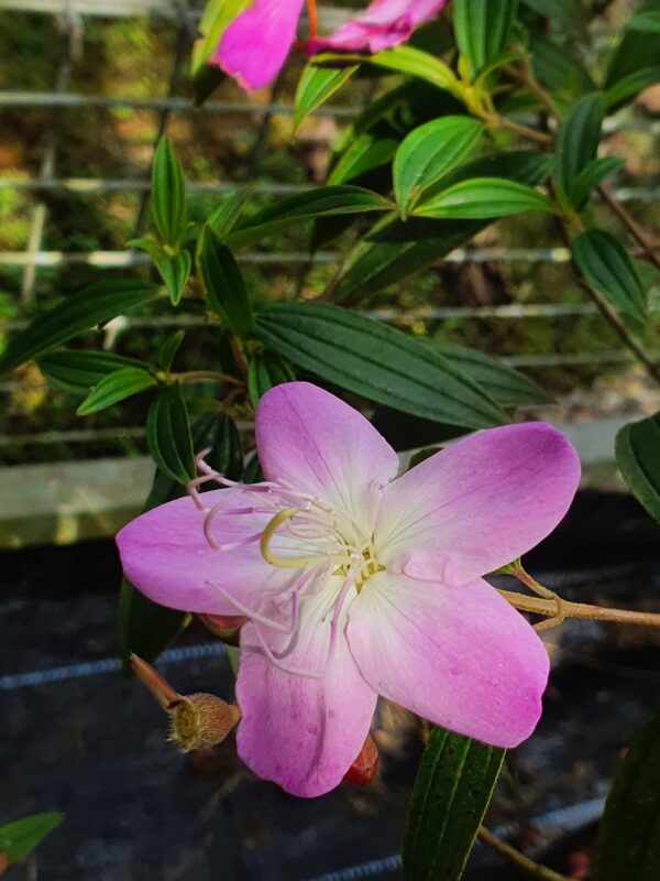 Melestoma Pink - Image 2