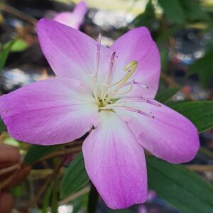 Melestoma Pink