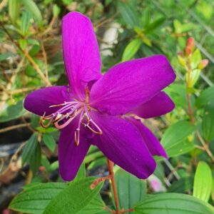 Melestoma Purple