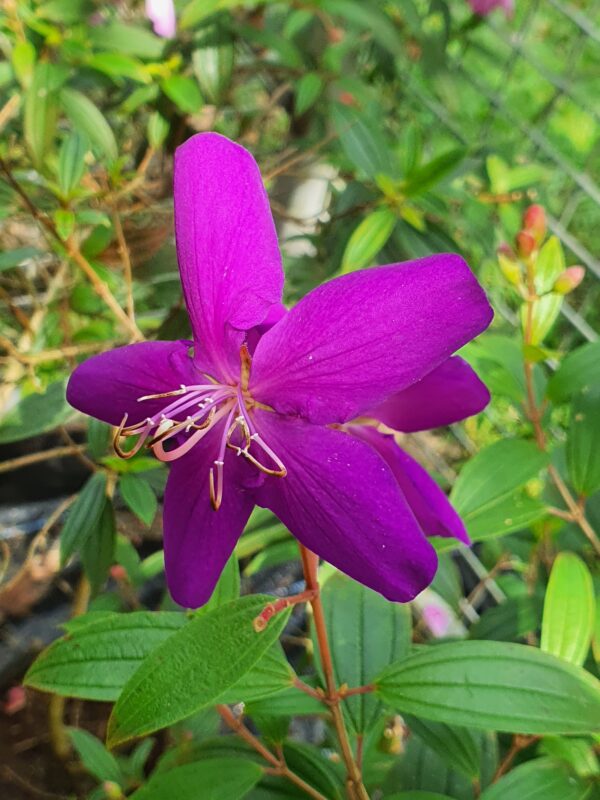 Melestoma Purple