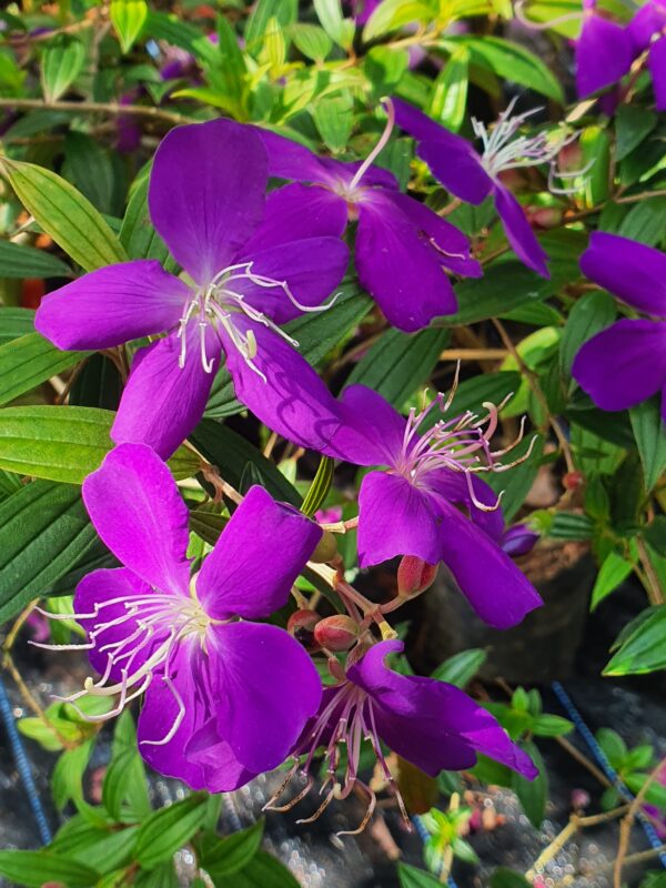 Melestoma Purple - Image 2