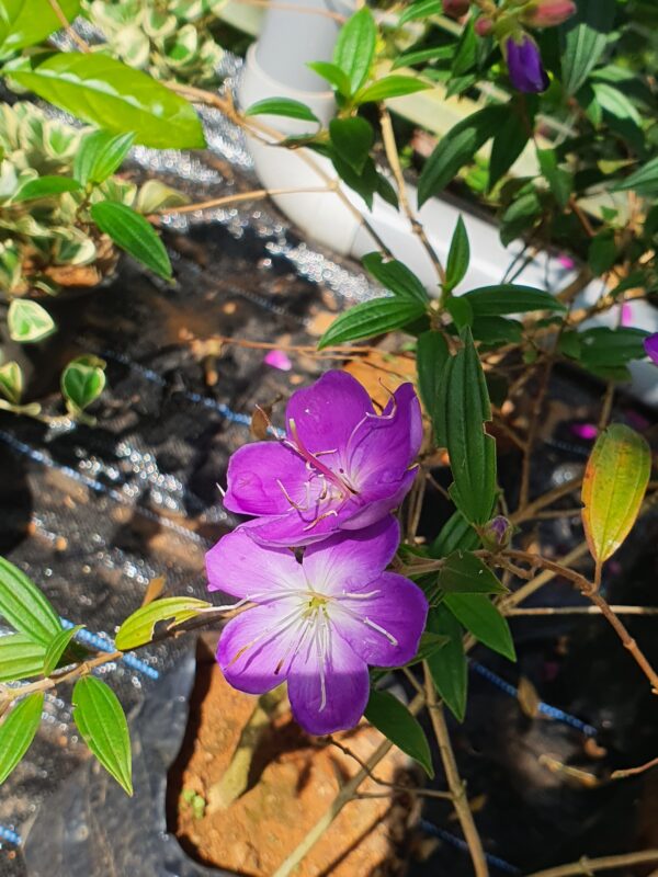 Melestoma Pink - Image 3