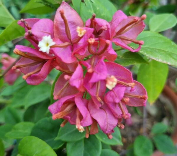 Tanglong Pink