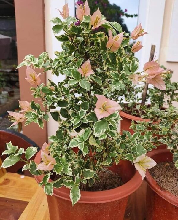 Pink Patch