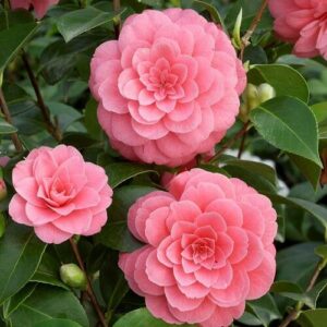Camellia