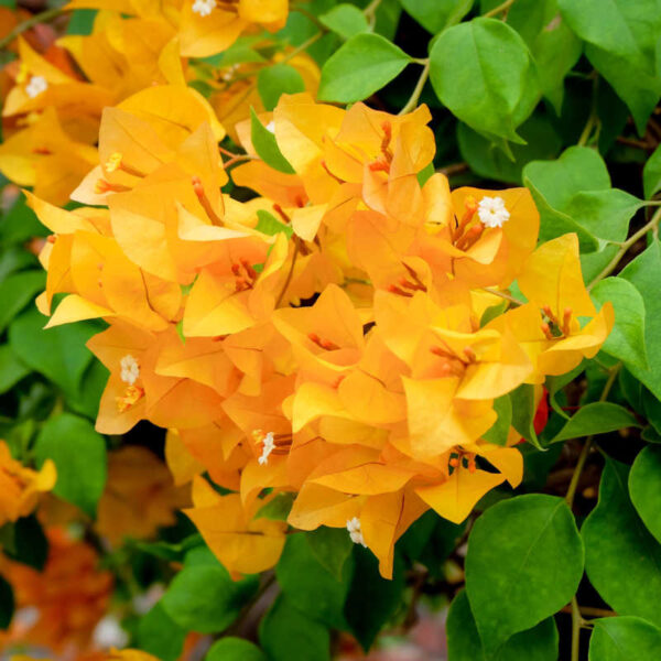 Chilly Yellow Bougainvillea